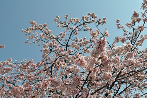 201003130 永代橋の桜･隅田川･豊洲 023
